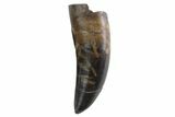 Serrated, Tyrannosaur Tooth - Judith River Formation, Montana #93730-1